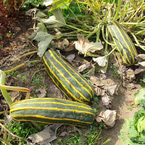 Кабачок Марроу Выставочный Гигант - Marrow Exhibition Giant