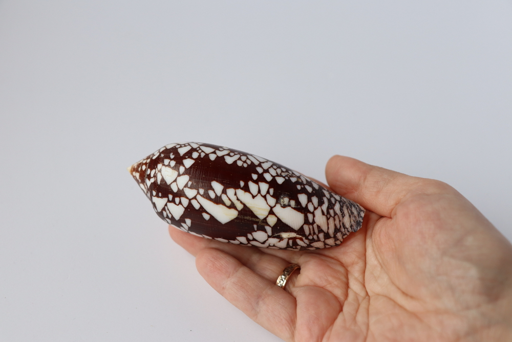 Конус ауликус (Conus aulicus) (скол на губе)