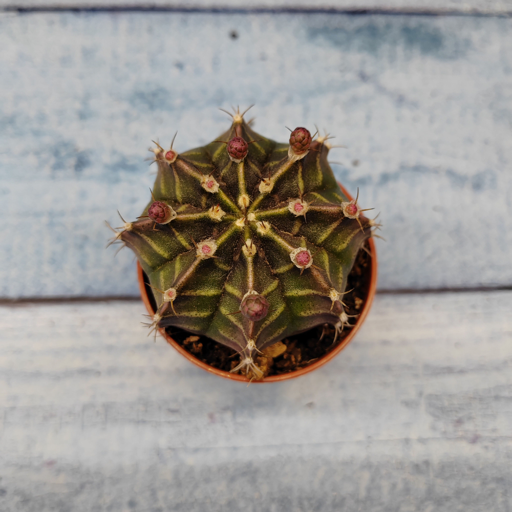 Gymnocalycium Friedrichii (Гимнокалициум)