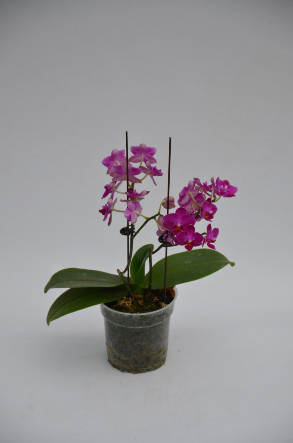 Фаленопсис д.9