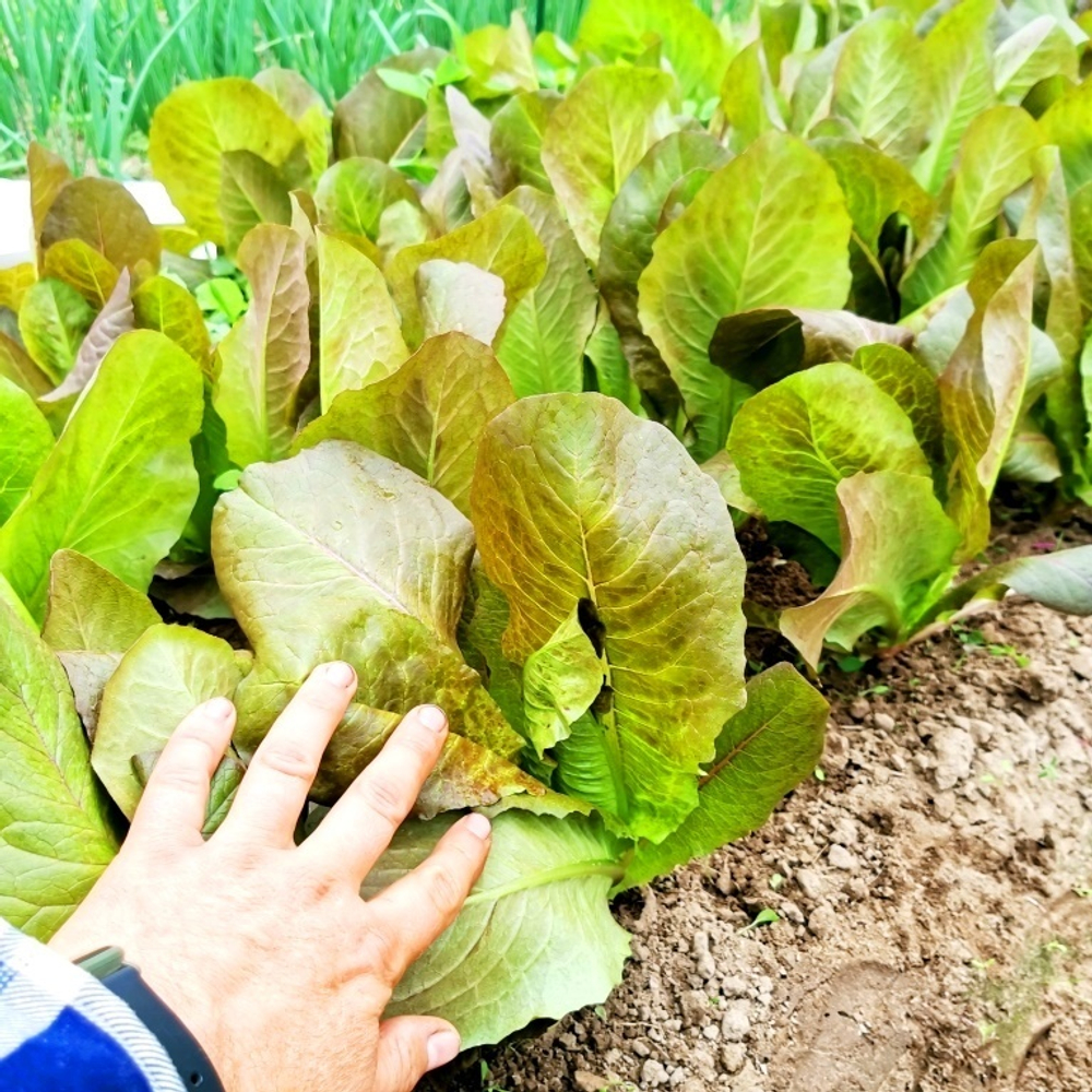 Салат Ромэн КРАСНАЯ ЗИМА - Rouge d’Hiver (Red Winter) Romaine Lettuce