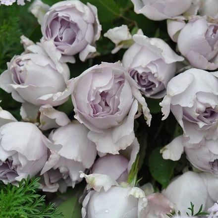 Люцифер (Lucifer)