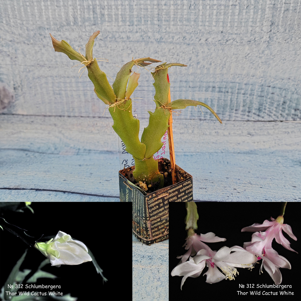 Schlumbergera Thor Wild Cactus White (Декабрист)