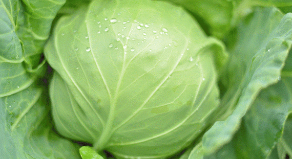 ГРИН ФЛЭШ F1 семена капусты белокочанной Seminis цена – фото 2