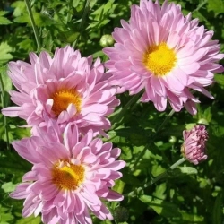 Хризантема  многолетняя розовая  с 3