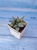 Haworthia Comptoniana hybrid (Хавортия)
