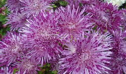 Хризантема домашняя Santosh Violet (нет в наличии)