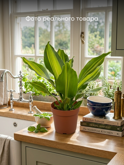 Драцена узколистная Golden Heart д.9