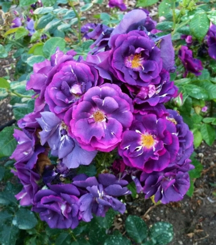 Рапсодия ин Блю (Rhapsody in Blue)