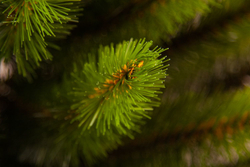 Сосна Русская 90см светло-зеленая в мешочке Triumph Tree