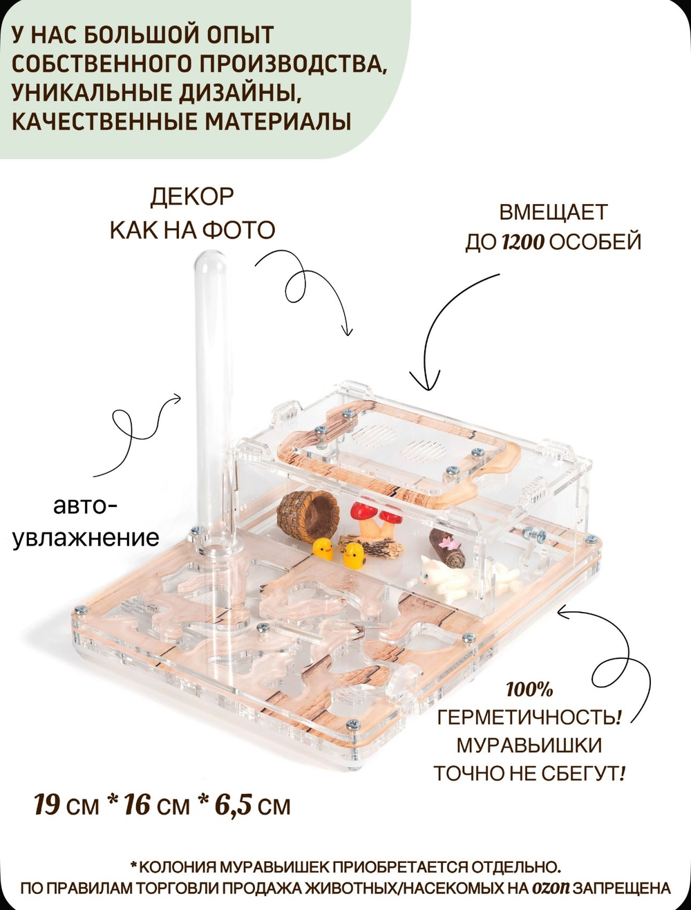 Муравьиная ферма с муравьями в подарок «Древесная»