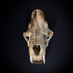 Smilodon