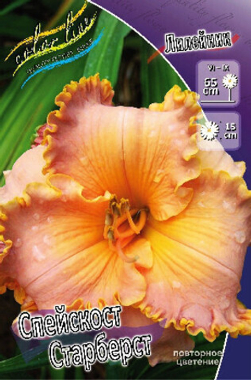 Лилейник Спейскост Старберст