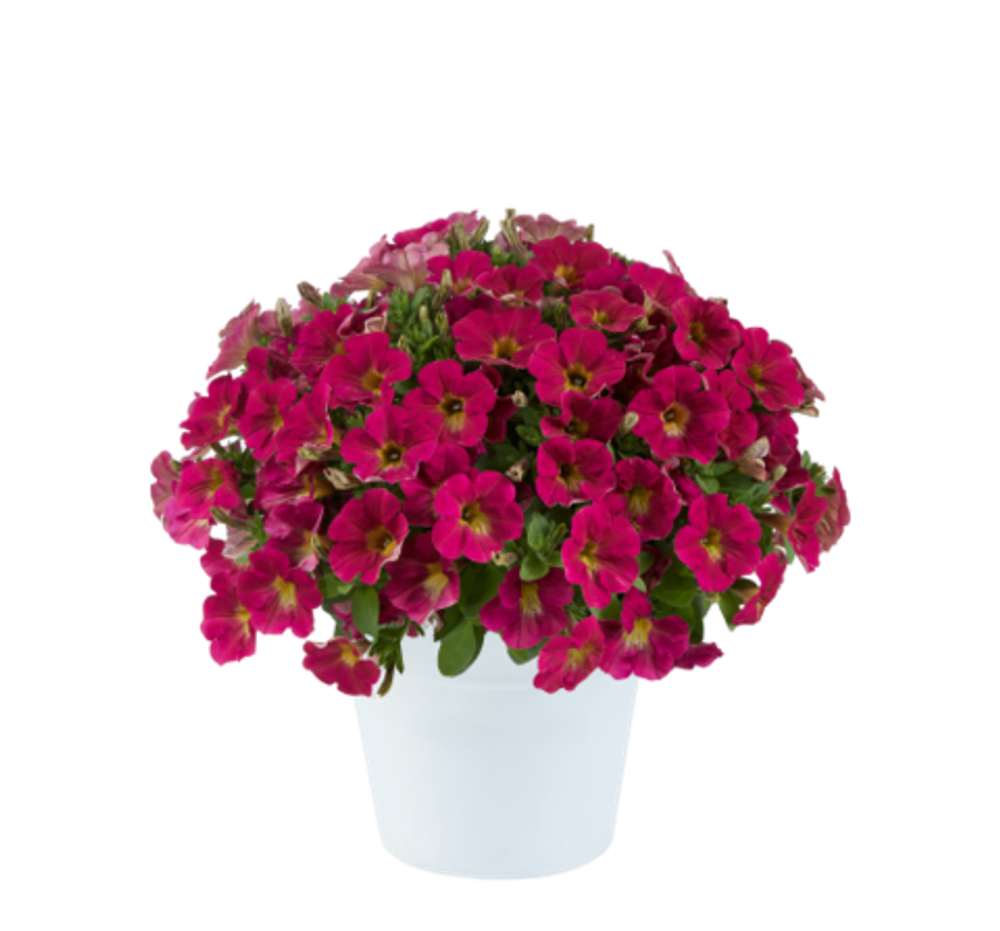 Петуния CAPELLA SANGRIA