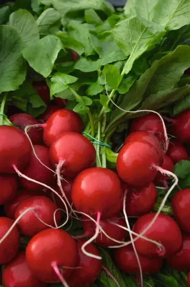 РОЛЕКС F1 семена редиса Bejo цена