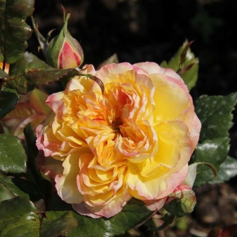 Роза чайно-гибридная Броккато