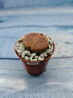 Lithops sp. (Литопсы)