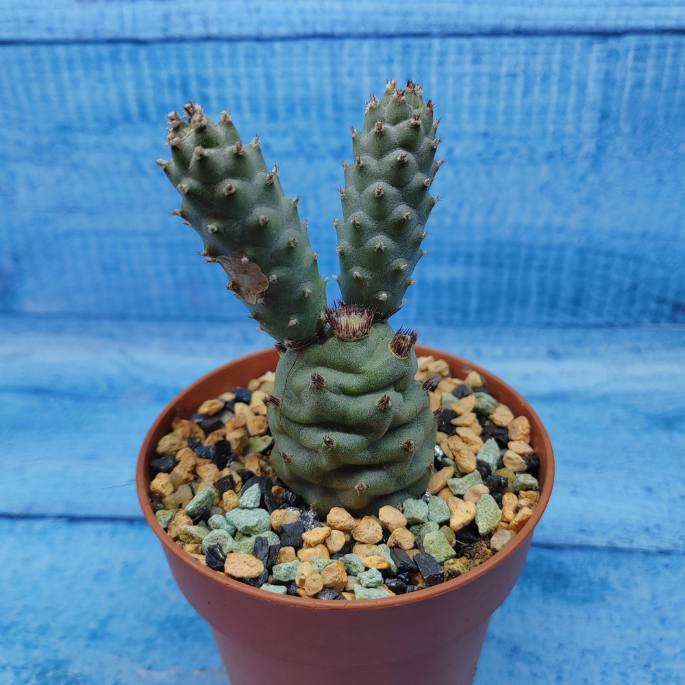 Tephrocactus Articulatus Diadematus (Тефрокактус)