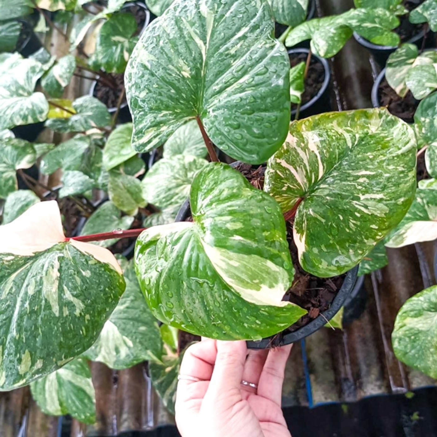 В предзаказ ароидных на май добавили 10 видов хомаломены