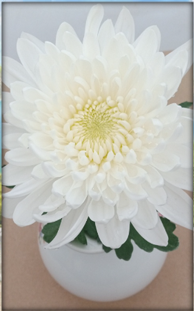Хризантема одноголовая Минка белая ☘ о.22  (временно нет в наличии)