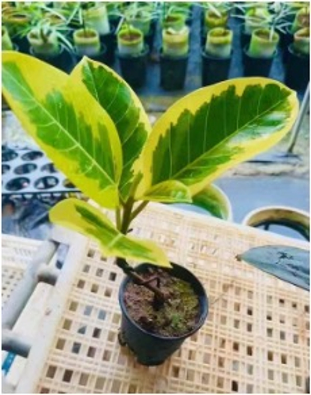 Фикус Golden Banyan д.12