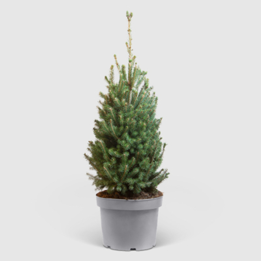 Ель Picea Glauca Super Green 28/80 см