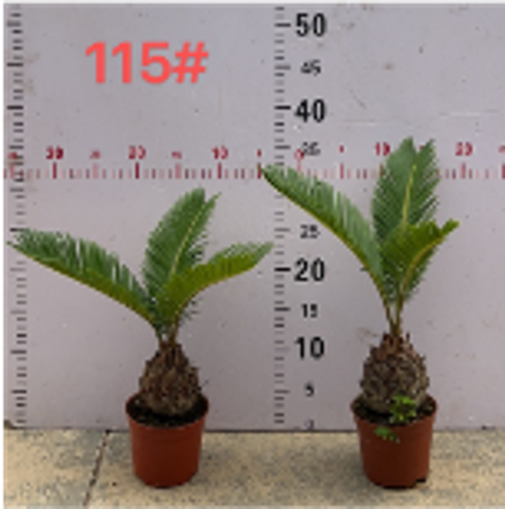 Цикас д.11,5