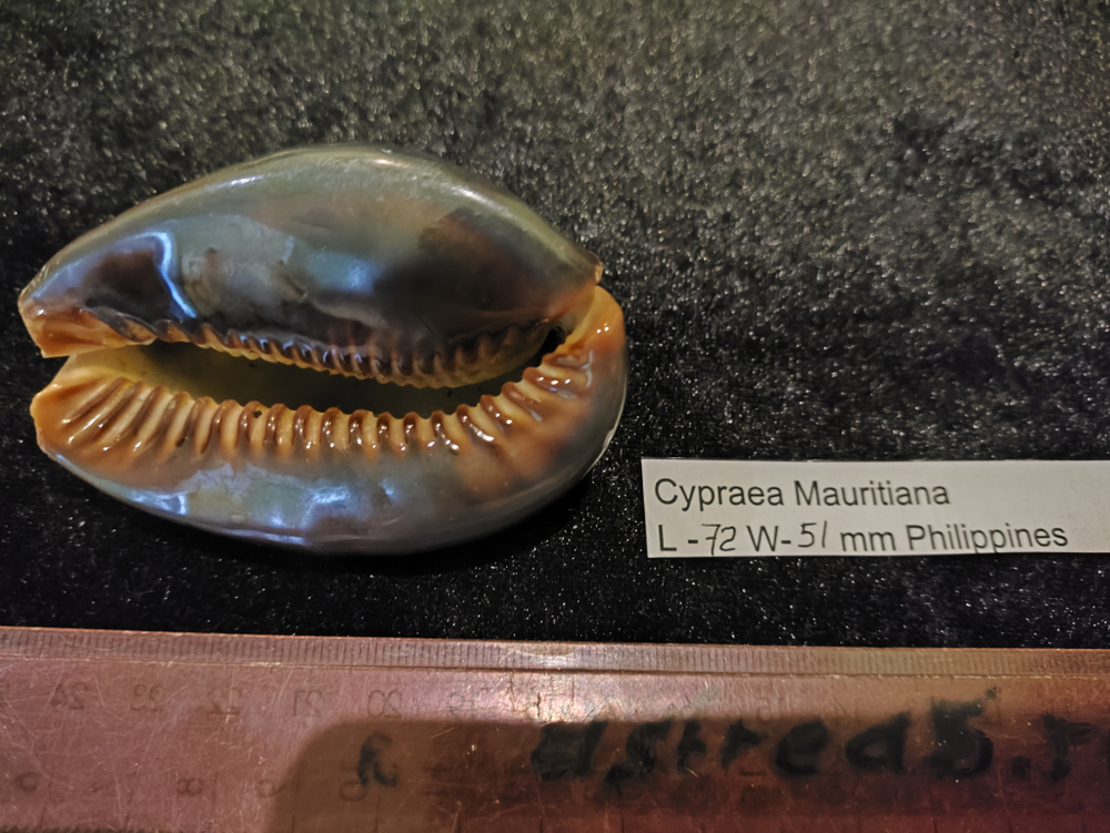 Ципрея Мавритания