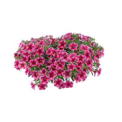 К4 Калибрахоа Colibri cherry lace