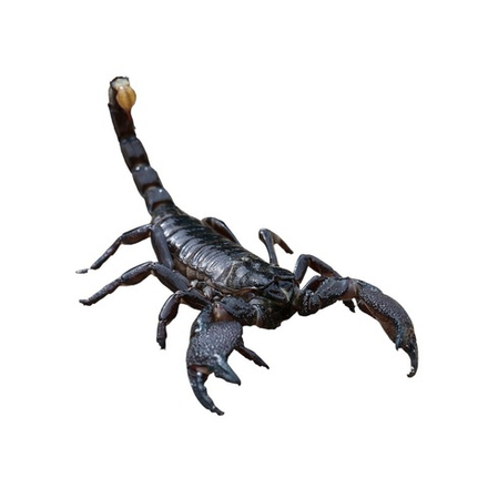 Скорпион Heterometrus spinifer (Азиатский лесной скорпион)