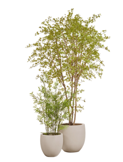 Композиция с кленом в кашпо Treez Effectory Beton