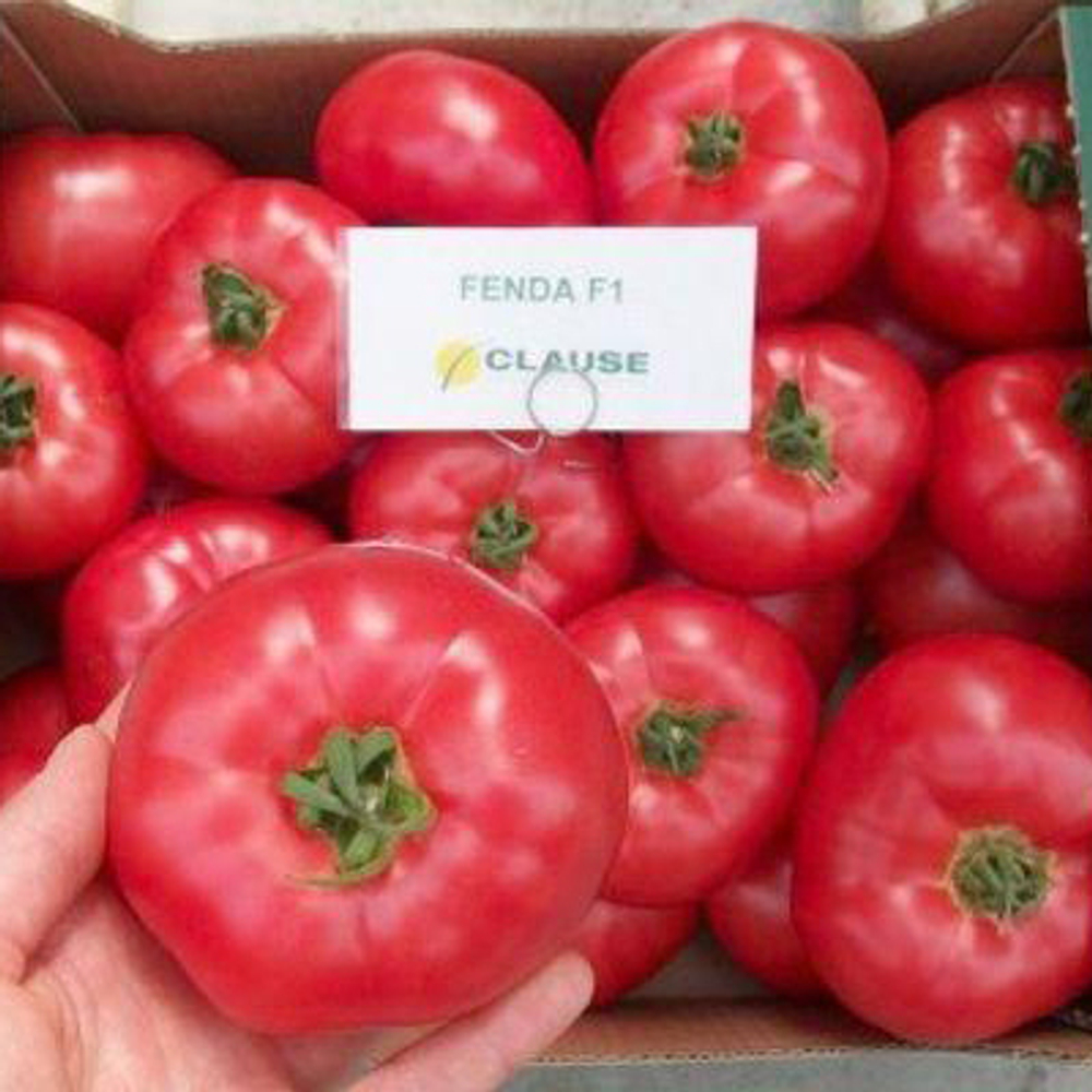 Семена томата Фенда F1,  Сlause,  5 шт.