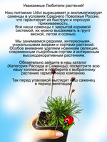 Армерия Приморская Монинг Стар Дип Роуз многолетняя