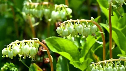 Боровая матка (ортилия однобокая)