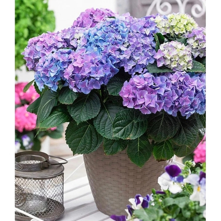 Early Blue /Эрли Блю (Стандарт поставки Р9)2025г.