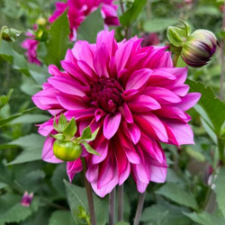 Георгин Tanita (корень) Закупка М55 апрель 2026