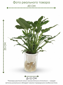 Филодендрон Angel д.11, в горшке с автополивом