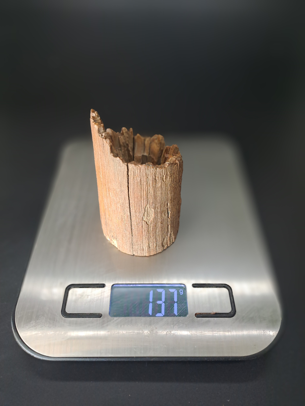 Бивень мамонта для коллекции