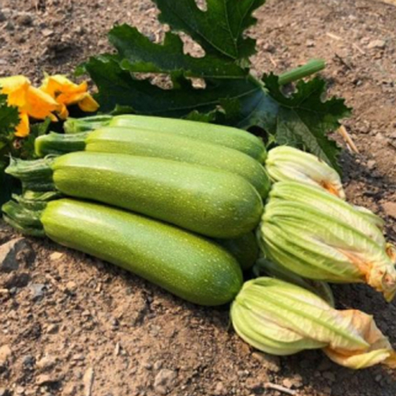Балхаш F1 семена кабачка (Sakata / Саката) – фото 1