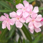 Олеандр нежно-розовый – Nerium pink (B)