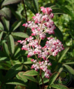 Роджерсия Хенрици С2