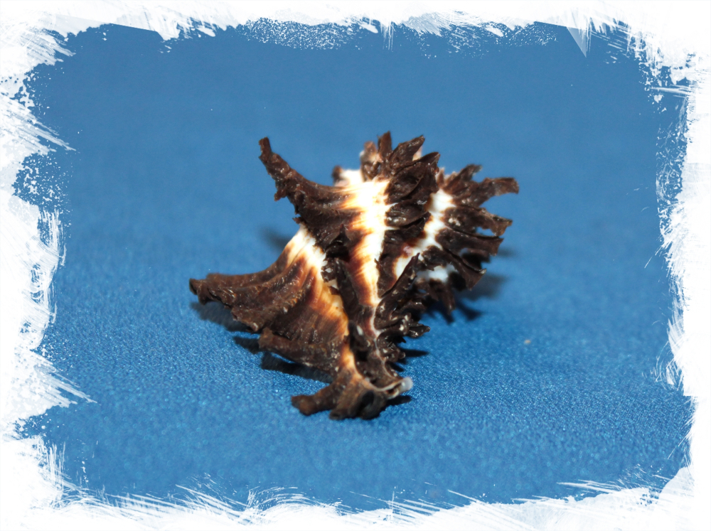 Мурекс Скорпио (Homalocantha scorpio)