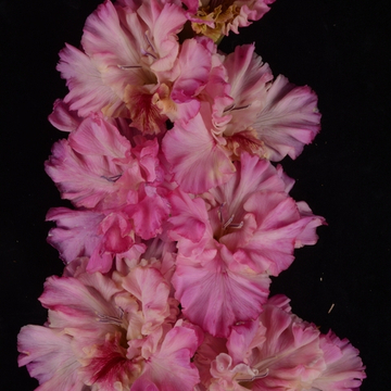 Гладиолус крупноцветковый Тайфун