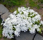 Флокс шиловидный