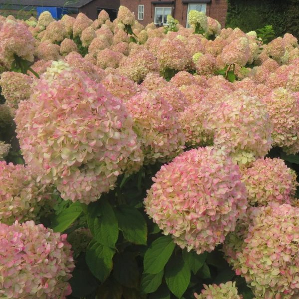 Гортензия метельчатая "МЭДЖИКАЛ СВИТ САММЕР"