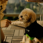 Лакомство Ranova для собак CN сублимированное на палочке с тыквой, 8 г х 6 шт