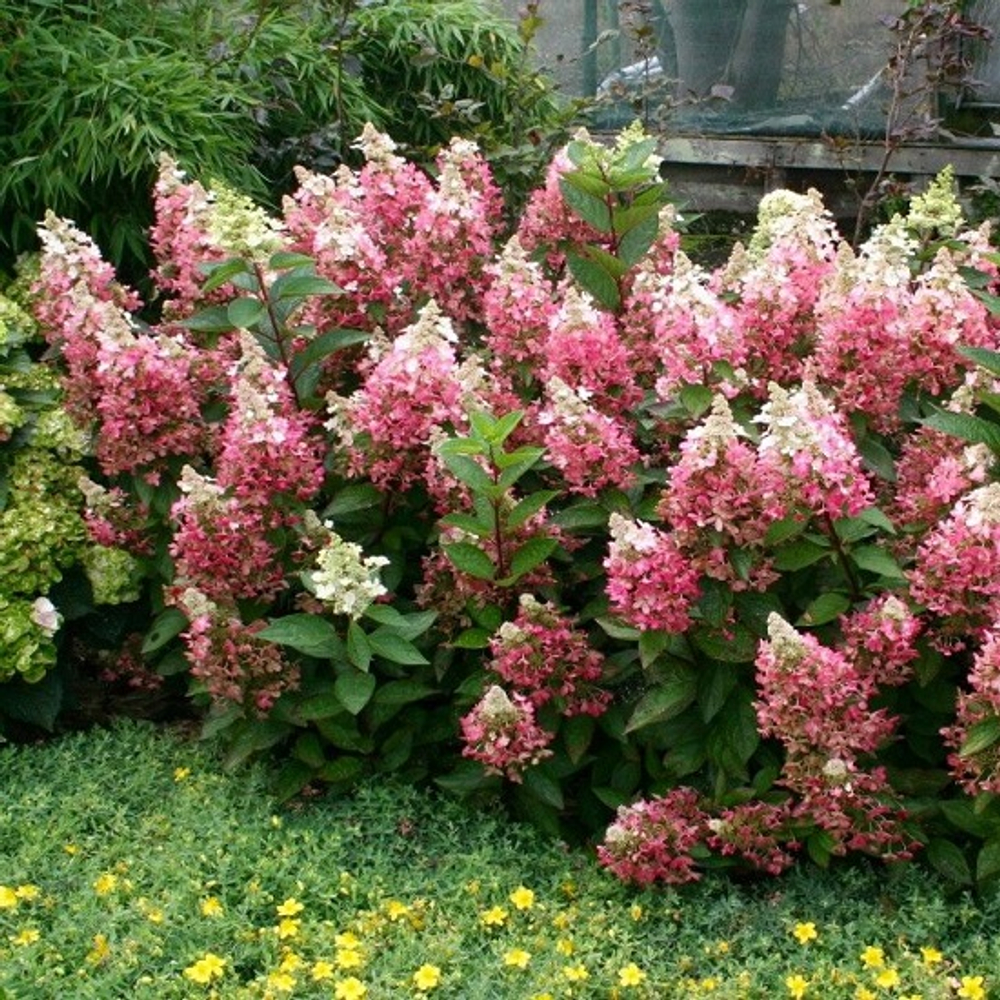 Гортензия метельчатая Кэндллайт С2 20-30