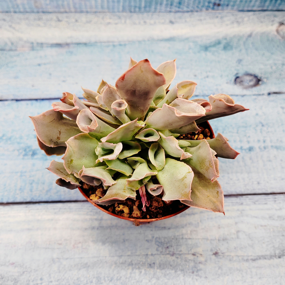 Echeveria Trumpet Pinky (Эхеверия)