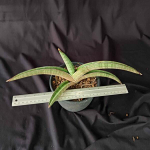 Сансевиерия PFISTERI