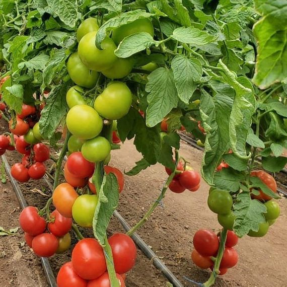 ЭТЕРИ F1 семена томата Seminis цена